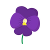 Violet